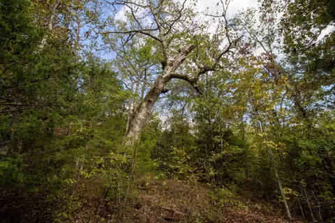 0000 Needles Eye Trl, Mammoth Spring, AR 72554 photo 32