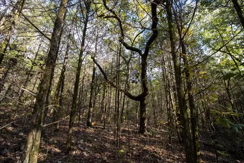 0000 Needles Eye Trl, Mammoth Spring, AR 72554 photo 55