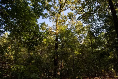 0000 Needles Eye Trl, Mammoth Spring, AR 72554 photo 18