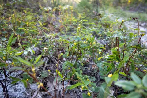 0000 Needles Eye Trl, Mammoth Spring, AR 72554 photo 29