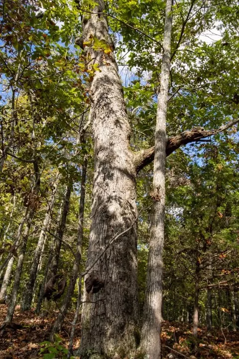 0000 Needles Eye Trl, Mammoth Spring, AR 72554 photo 34