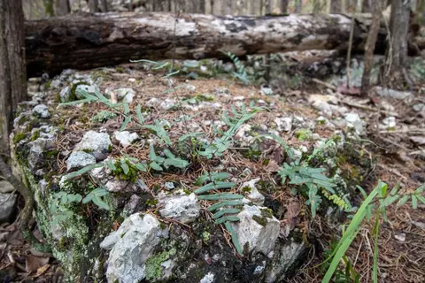 0000 Needles Eye Trl, Mammoth Spring, AR 72554 photo 38