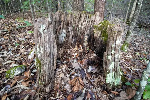 0000 Needles Eye Trl, Mammoth Spring, AR 72554 photo 49