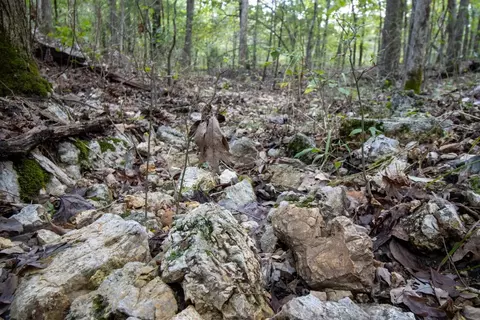 0000 Needles Eye Trl, Mammoth Spring, AR 72554 photo 56