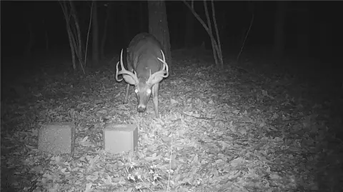 Madison 3345, Witter, AR 72776 photo 8
