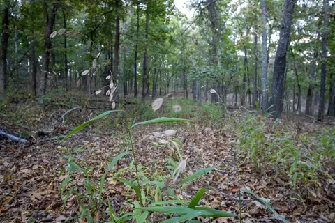 0000 Mcfarr Trl, Ravenden, AR 72459 photo 31