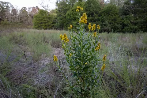 0000 Mcfarr Trl, Ravenden, AR 72459 photo 48