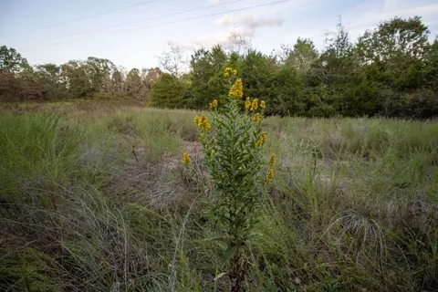 0000 Mcfarr Trl, Ravenden, AR 72459 photo 49