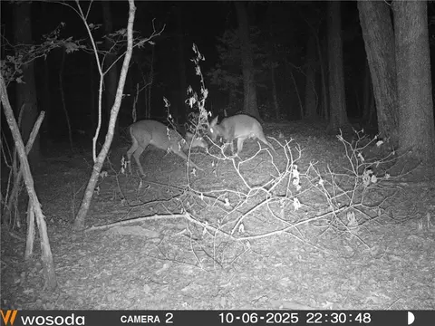 000 Old Brewer, Greers Ferry, AR 72044 photo 20