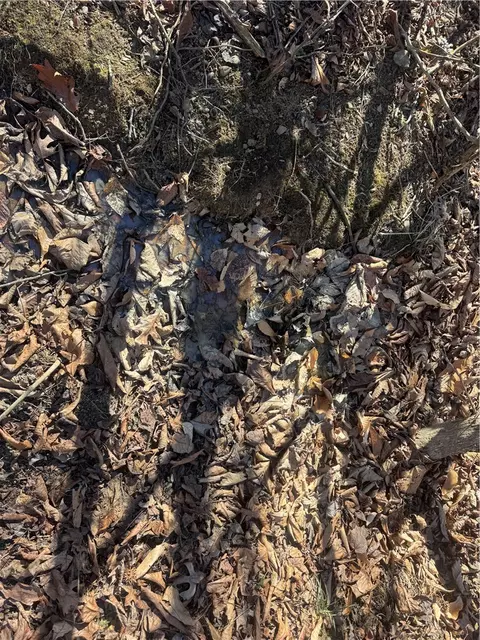 953 Nc 8920, Deer, AR 72628 photo 56