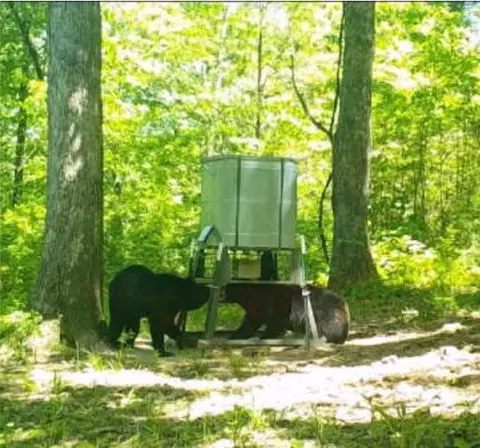 Other - 10557 Devils Den, Winslow, AR 72959 photo 19 of 19
