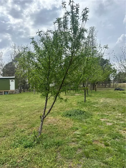 Exterior - 469076 E 595 Rd, Watts, OK 74964 photo 7 of 9
