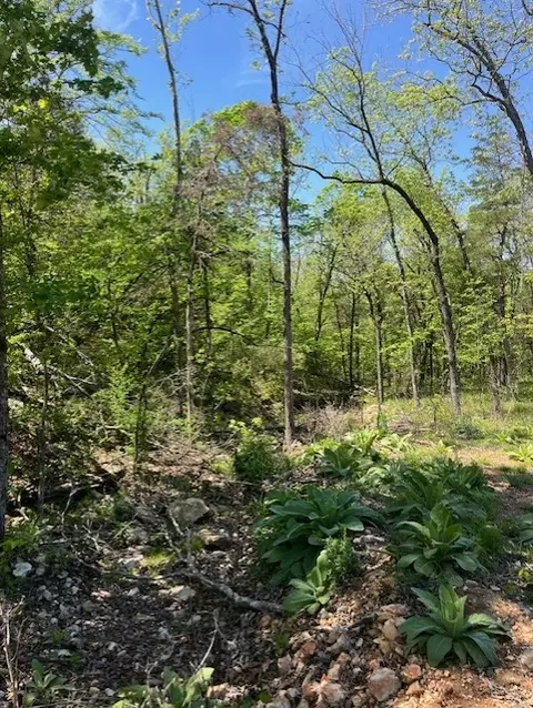Wilderness Spring Trail., Harrison, AR 72601 photo 7