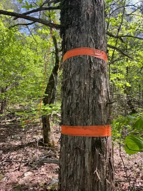 Wilderness Spring Trail., Harrison, AR 72601 photo 22