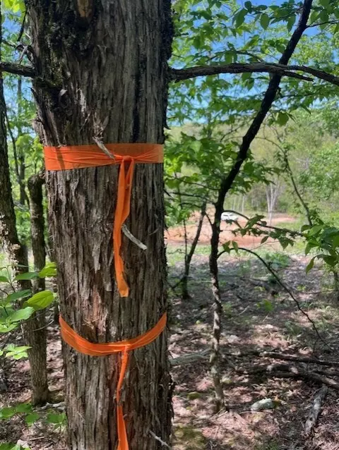 Wilderness Spring Trail., Harrison, AR 72601 photo 21
