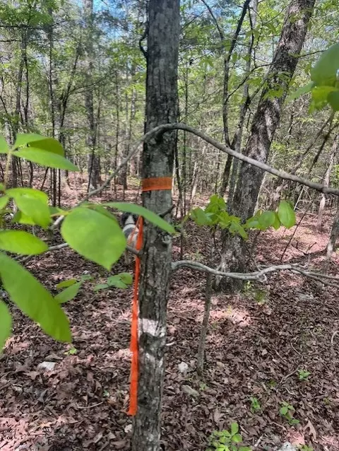 Wilderness Spring Trail., Harrison, AR 72601 photo 20