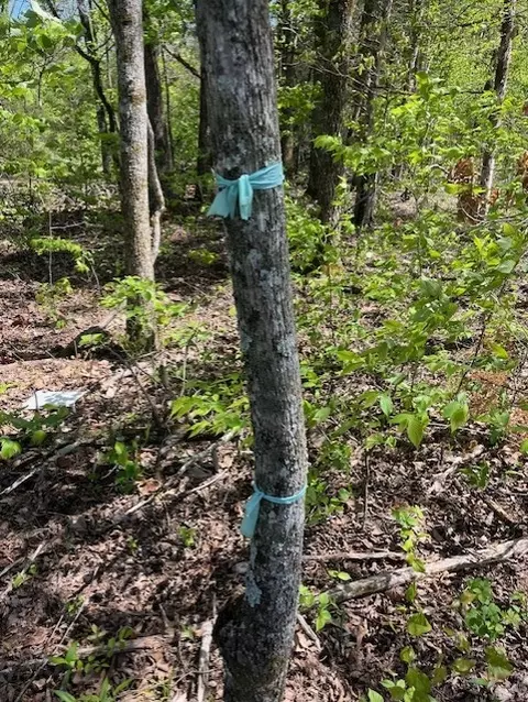 Wilderness Spring Trail., Harrison, AR 72601 photo 25