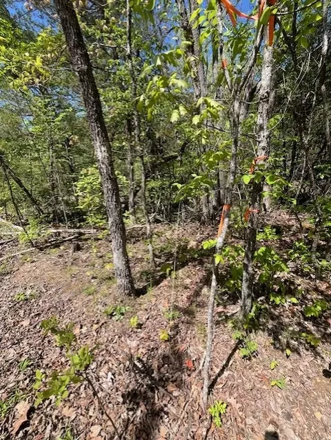 Wilderness Spring Trail., Harrison, AR 72601 photo 23