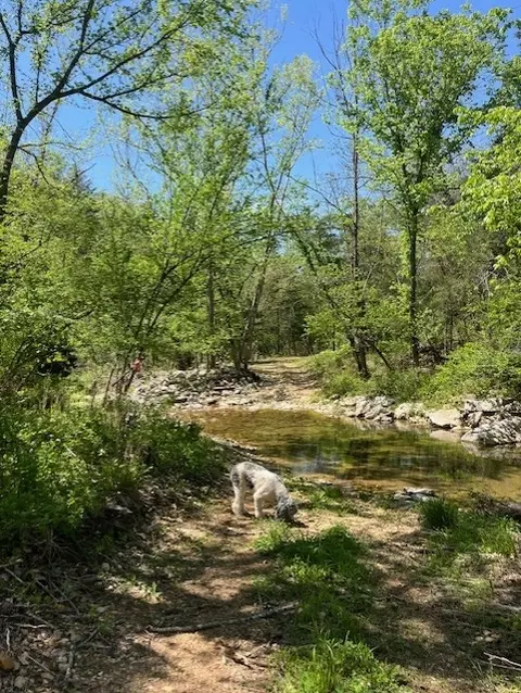 Wilderness Spring Trail., Harrison, AR 72601 photo 9
