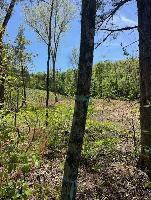 Wilderness Spring Trail., Harrison, AR 72601 photo 6