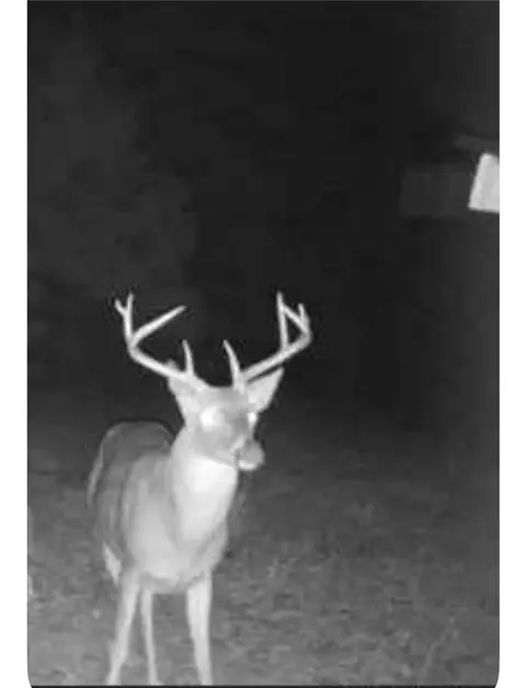 100 Odom Point Rd, Bee Branch, AR 72013 photo 49