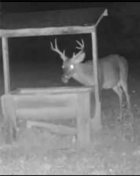 100 Odom Point Rd, Bee Branch, AR 72013 photo 47