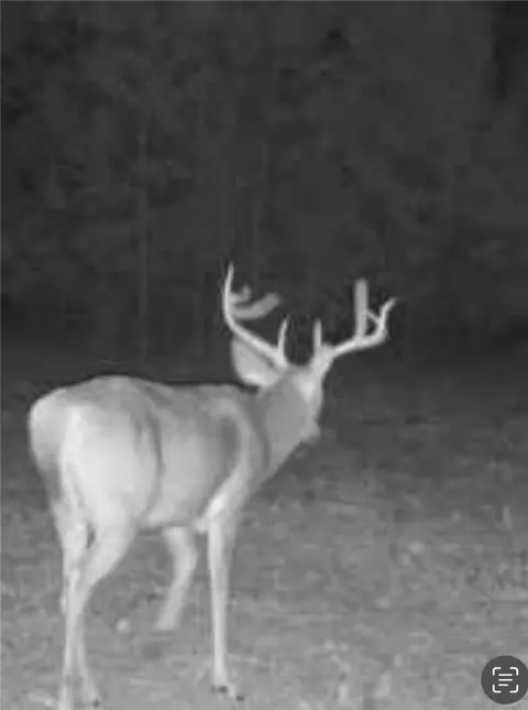100 Odom Point Rd, Bee Branch, AR 72013 photo 48