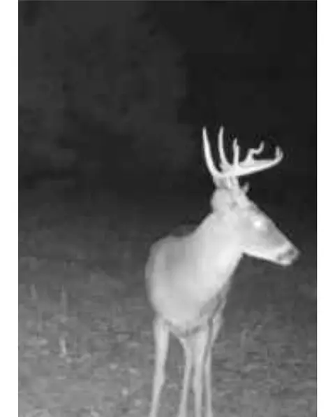 100 Odom Point Rd, Bee Branch, AR 72013 photo 50