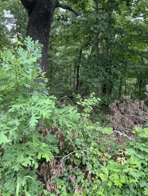 lot14 Epping Dr, Bella Vista, AR 72714
