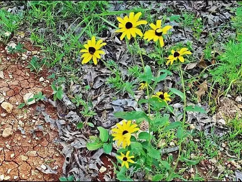Other - 3673 Grassy Gap Rd, Harrison, AR 72601 photo 21 of 23