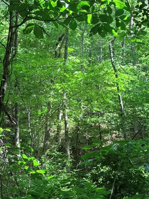 000 Terrapin Rd, Harrison, AR 72601 photo 4