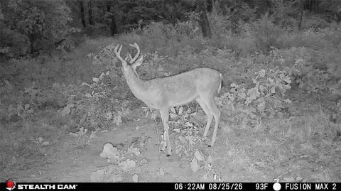 tbd Madison 3105, Witter, AR 72776 photo 8