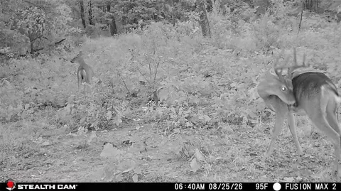 tbd Madison 3105, Witter, AR 72776 photo 9