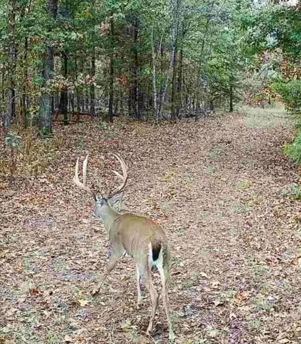 114 Acres Styles Rd, Noel, MO 64854