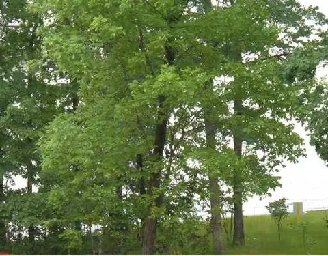 lot5 Edgewater Dr, Rogers, AR 72756 photo 6