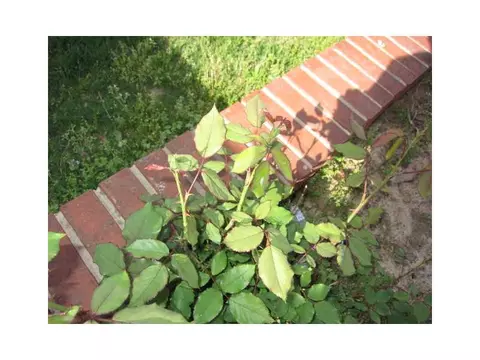 2012 E S Pl, Rogers, AR 72758 photo 17