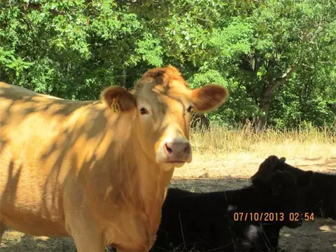 3395 Madison 6100 Rd, Wesley, AR 72773 photo 12