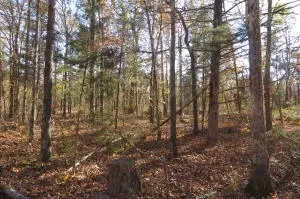 Undisclosed, Dover, AR 72837 photo 5