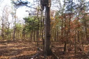 Undisclosed, Dover, AR 72837 photo 18