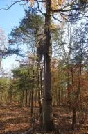 Undisclosed, Dover, AR 72837 photo 34