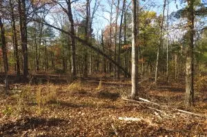 Undisclosed, Dover, AR 72837 photo 6