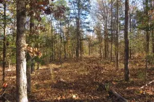 Undisclosed, Dover, AR 72837 photo 4