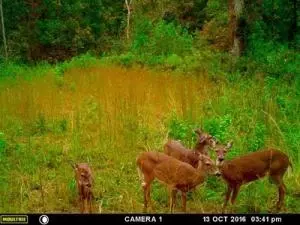 Undisclosed, Lamar, AR 72846 photo 32