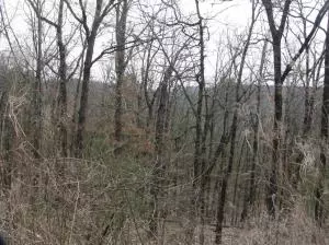 Undisclosed, Coal Hill, AR 72832 photo 5