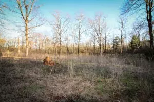 Undisclosed, Dover, AR 72837 photo 18