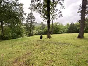 Undisclosed, Dover, AR 72837 photo 31