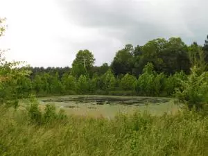 Undisclosed, Dover, AR 72837 photo 28