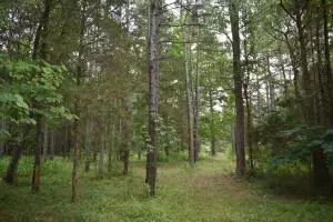 Undisclosed, Marshall, AR 72650 photo 12