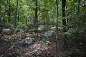 Undisclosed, Marshall, AR 72650 photo 19
