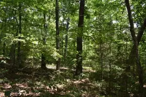 Undisclosed, Marshall, AR 72650 photo 17